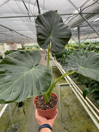 Alocasia Regal Shield - Elephant Ear