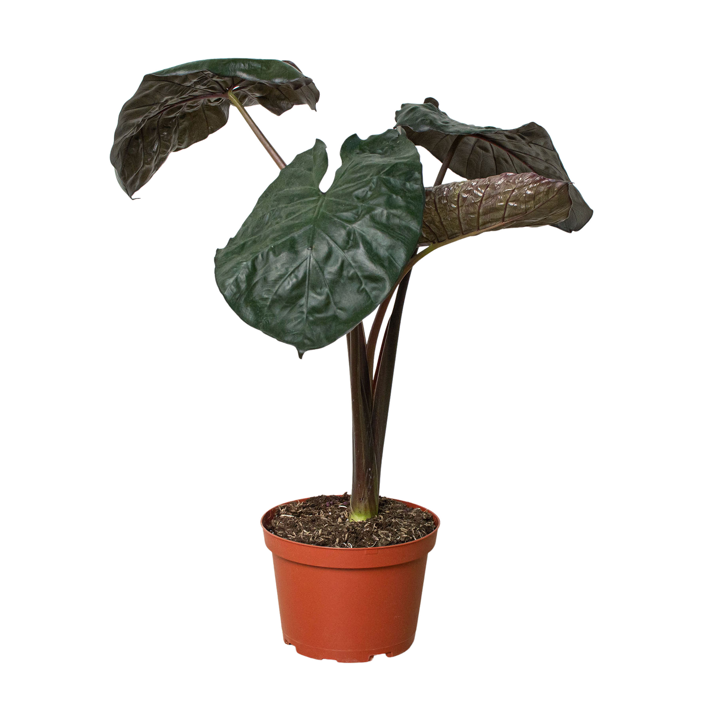 Alocasia Serendipity -  Black Elephant Ear