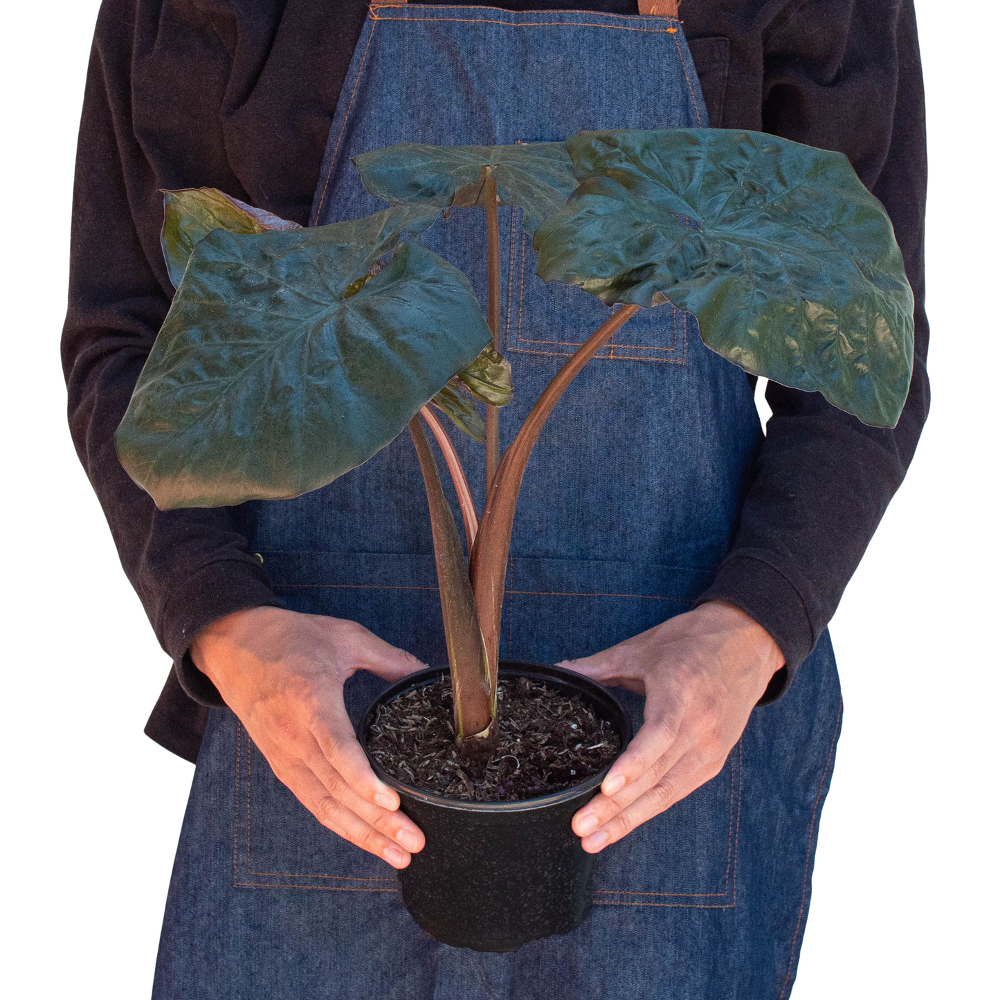 Alocasia Serendipity -  Black Elephant Ear