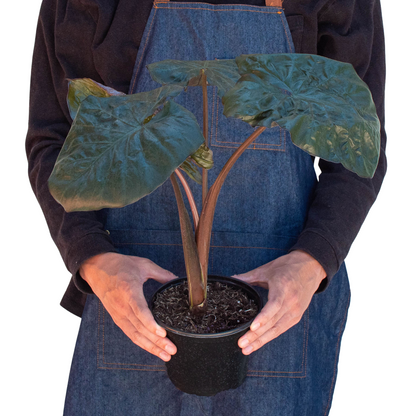 Alocasia Serendipity -  Black Elephant Ear