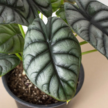 Alocasia Silver Dragon - Alocasia Baginda