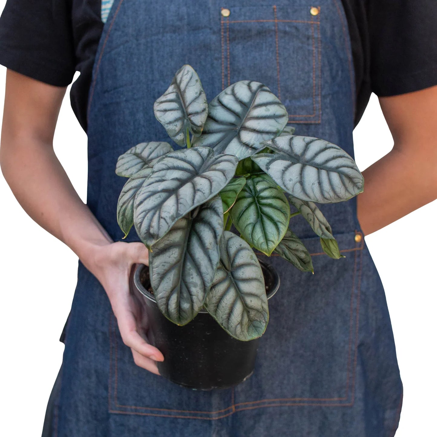 Alocasia Silver Dragon - Alocasia Baginda