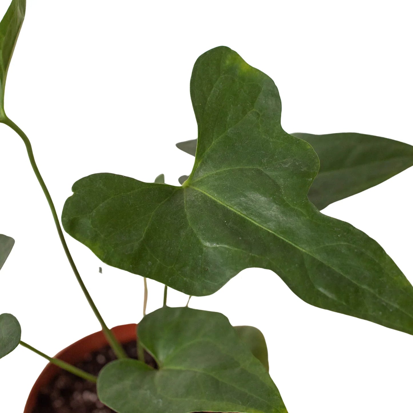 Anthurium Podophyllum - Lacy Leaf
