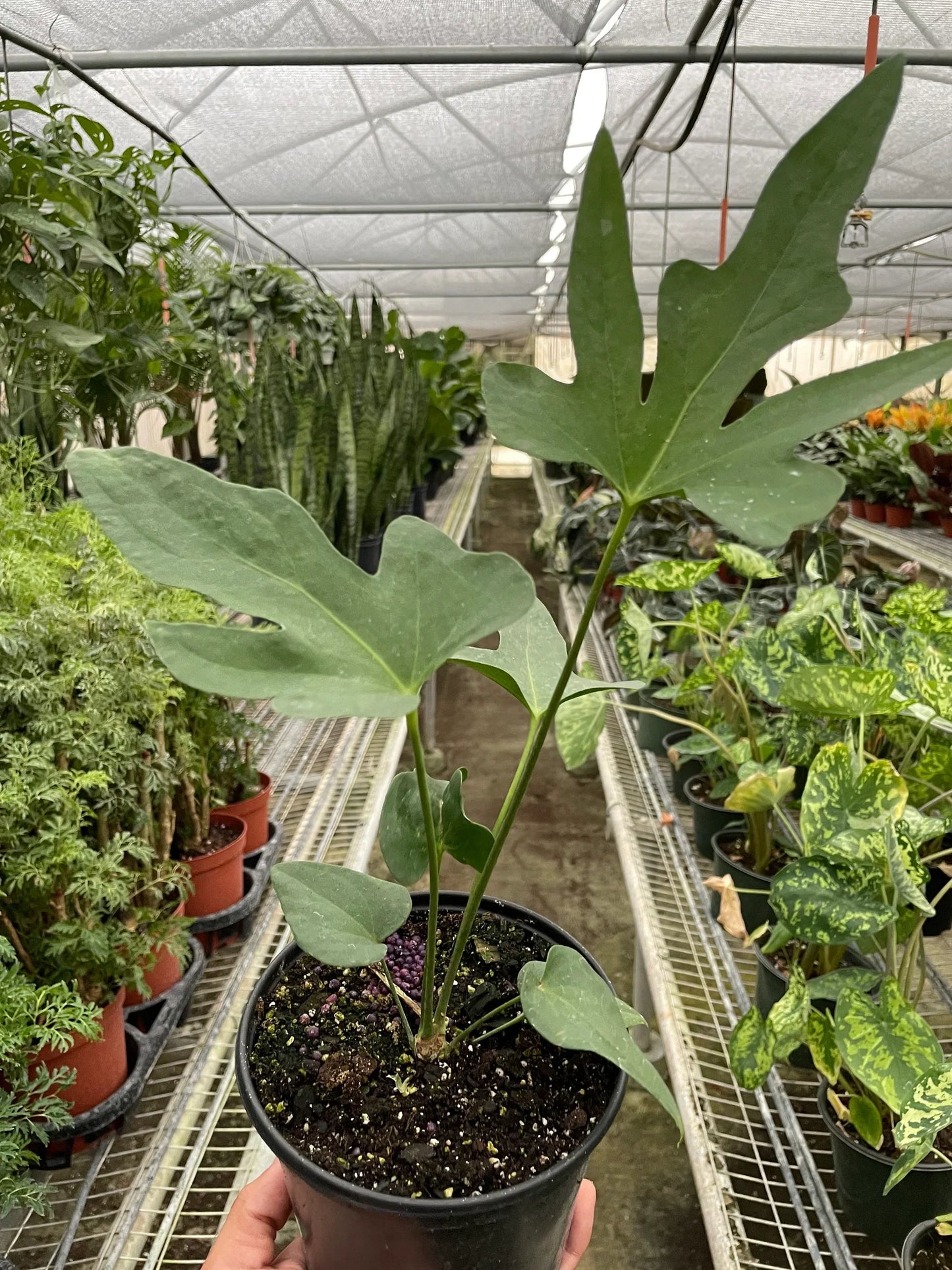 Anthurium Podophyllum - Lacy Leaf