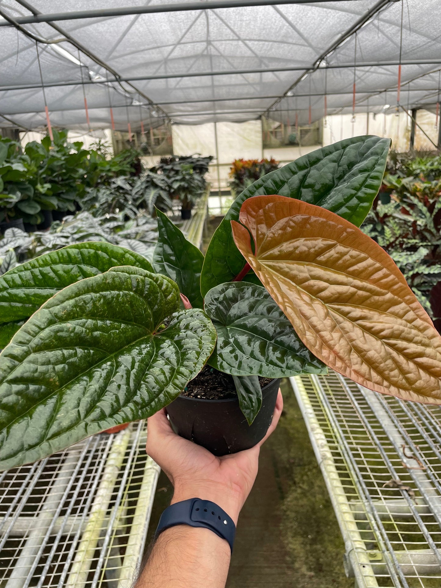 Anthurium Radicans x Luxurians