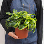 Dracaena 'Tornado'