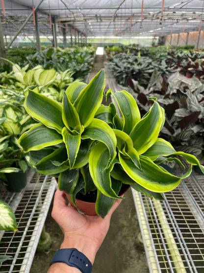 Dracaena Tornado