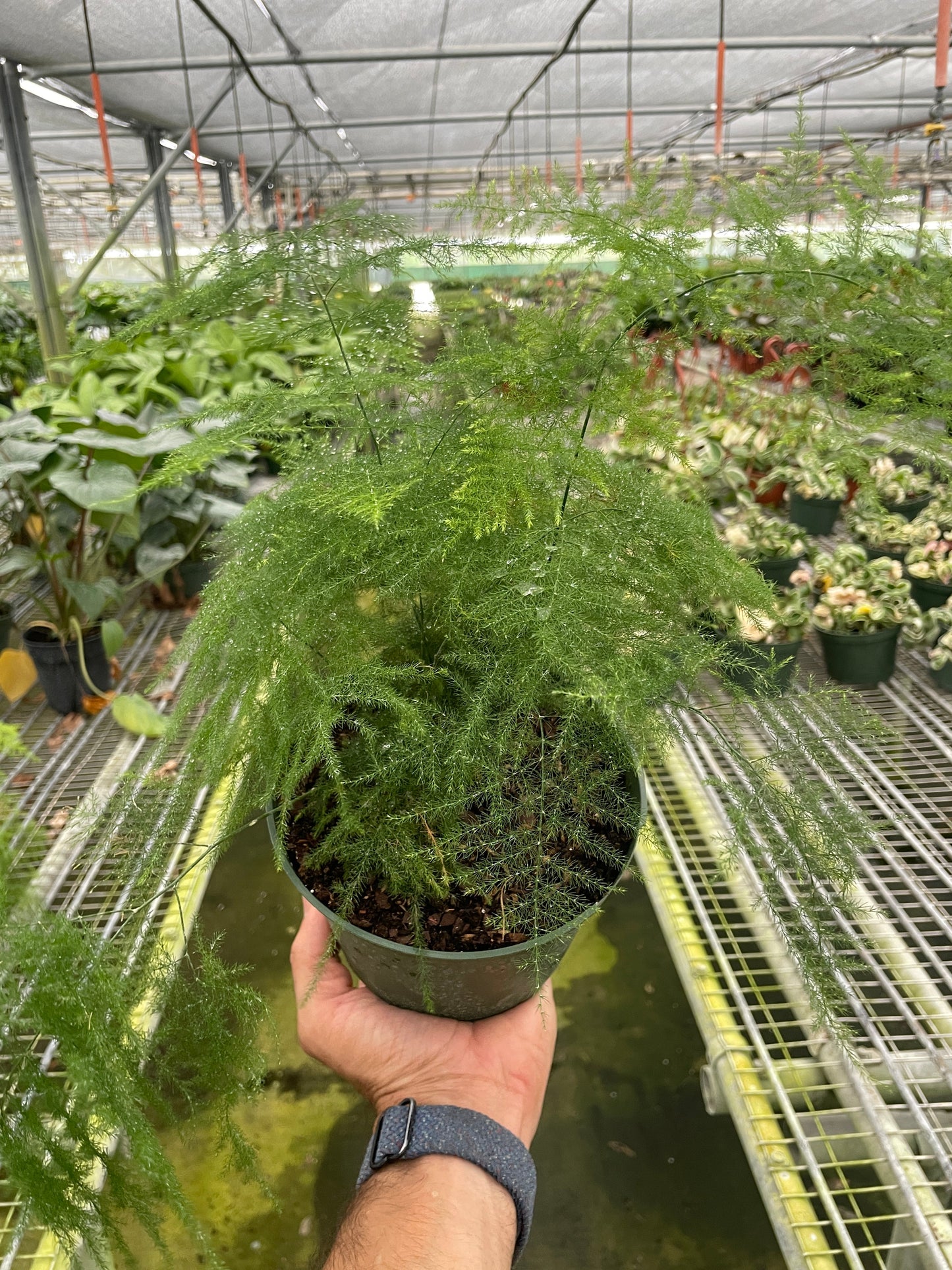 Fern 'Asparagus'