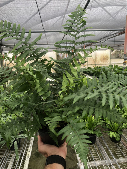 Southern Shield Fern