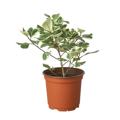 Ficus Elastica 'Triangularis' Variegated