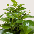 Lipstick Plant