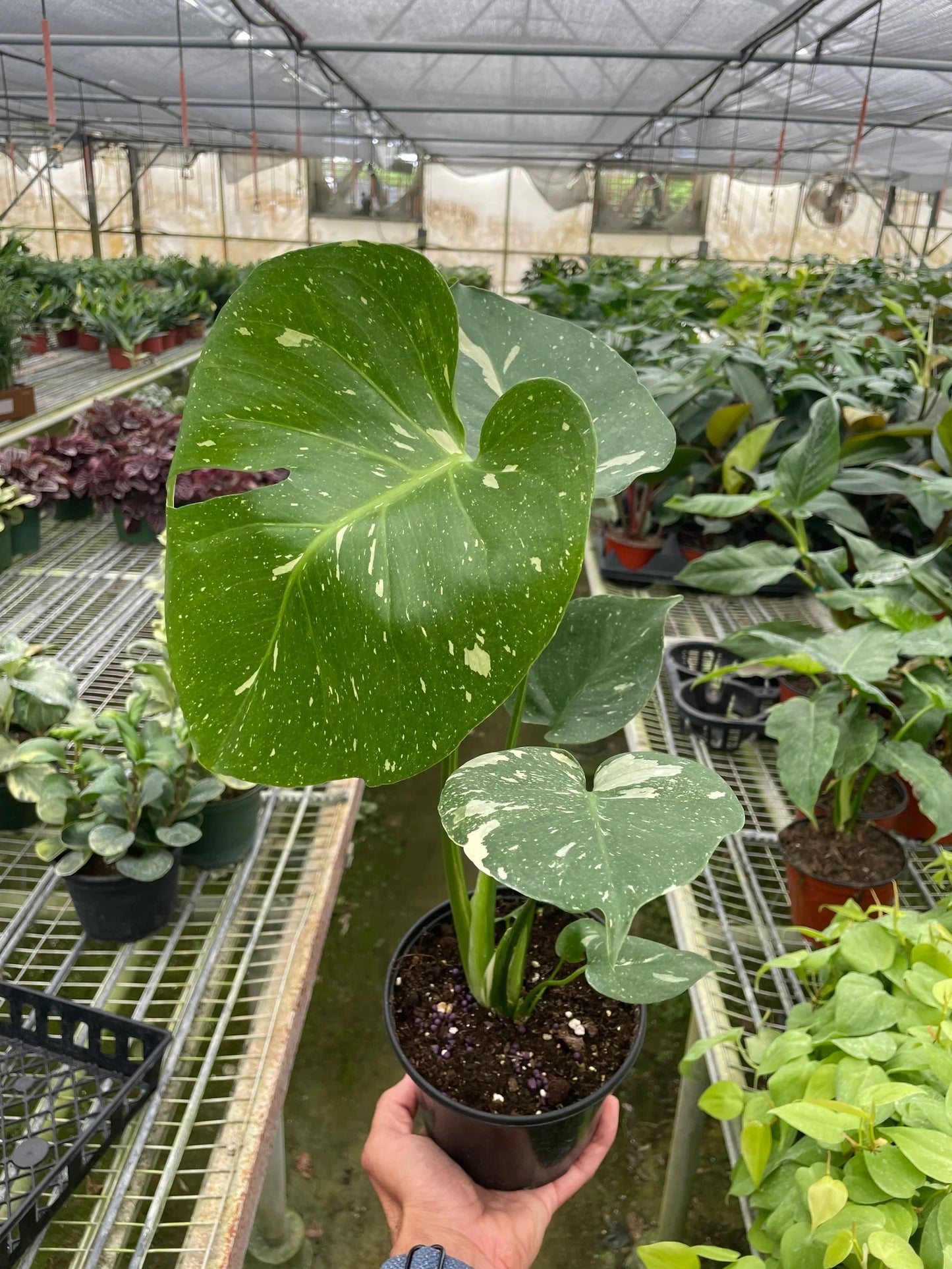 Variegated Thai Constellation Monstera