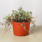 Nettle 'Silver Sparkle'