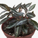 Peperomia 'Metallica'