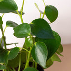 Peperomia 'Raindrop'