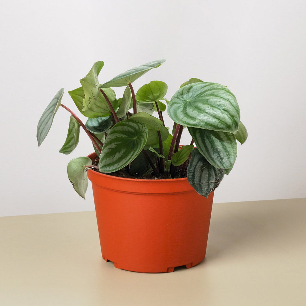 Peperomia 'Watermelon'