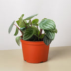Peperomia 'Watermelon'