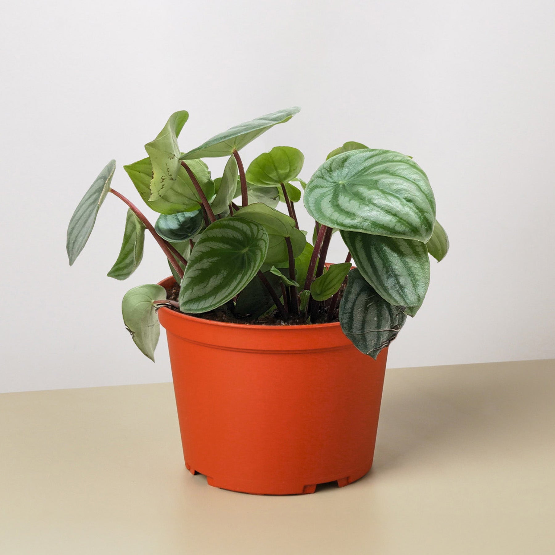 Peperomia 'Watermelon'