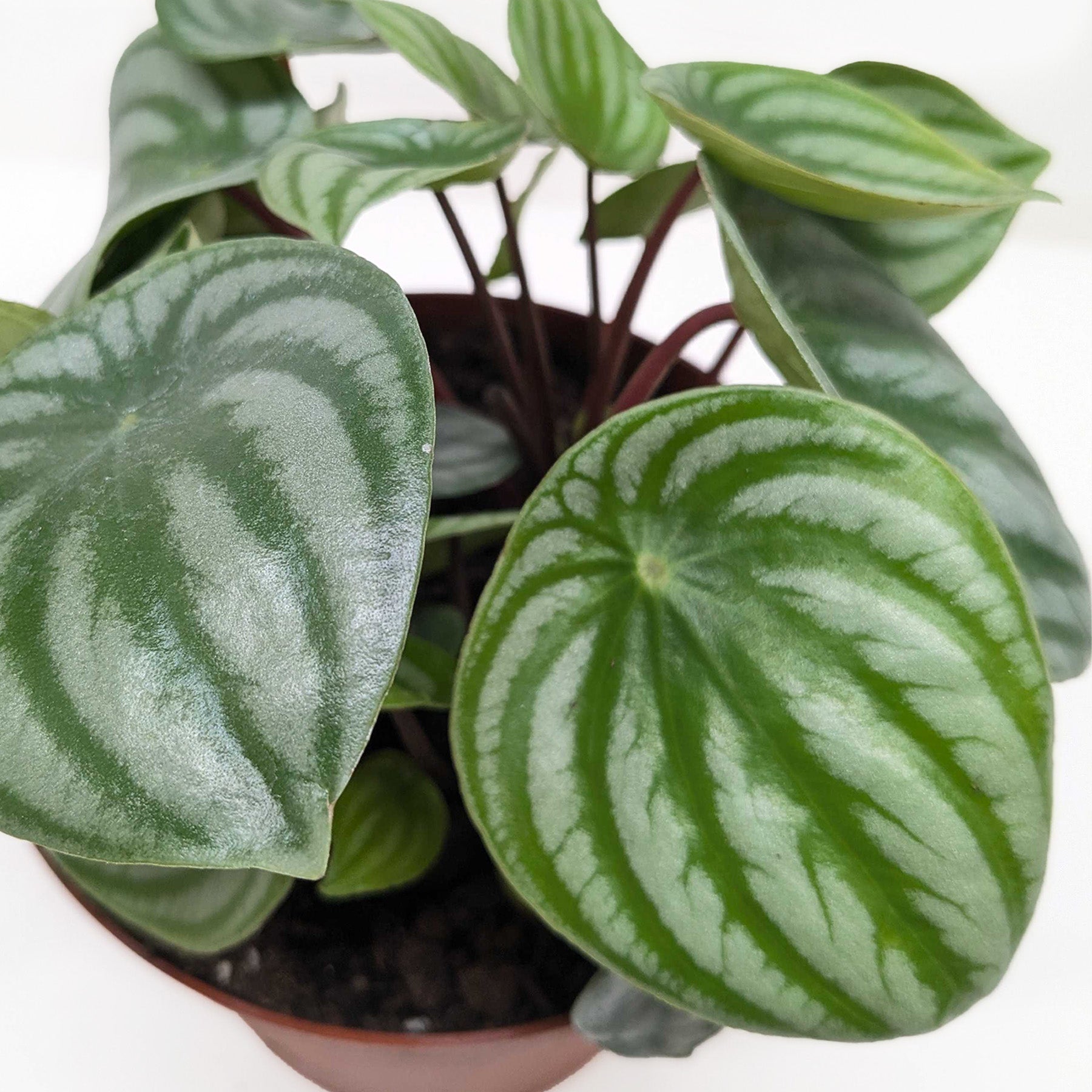Peperomia 'Watermelon'
