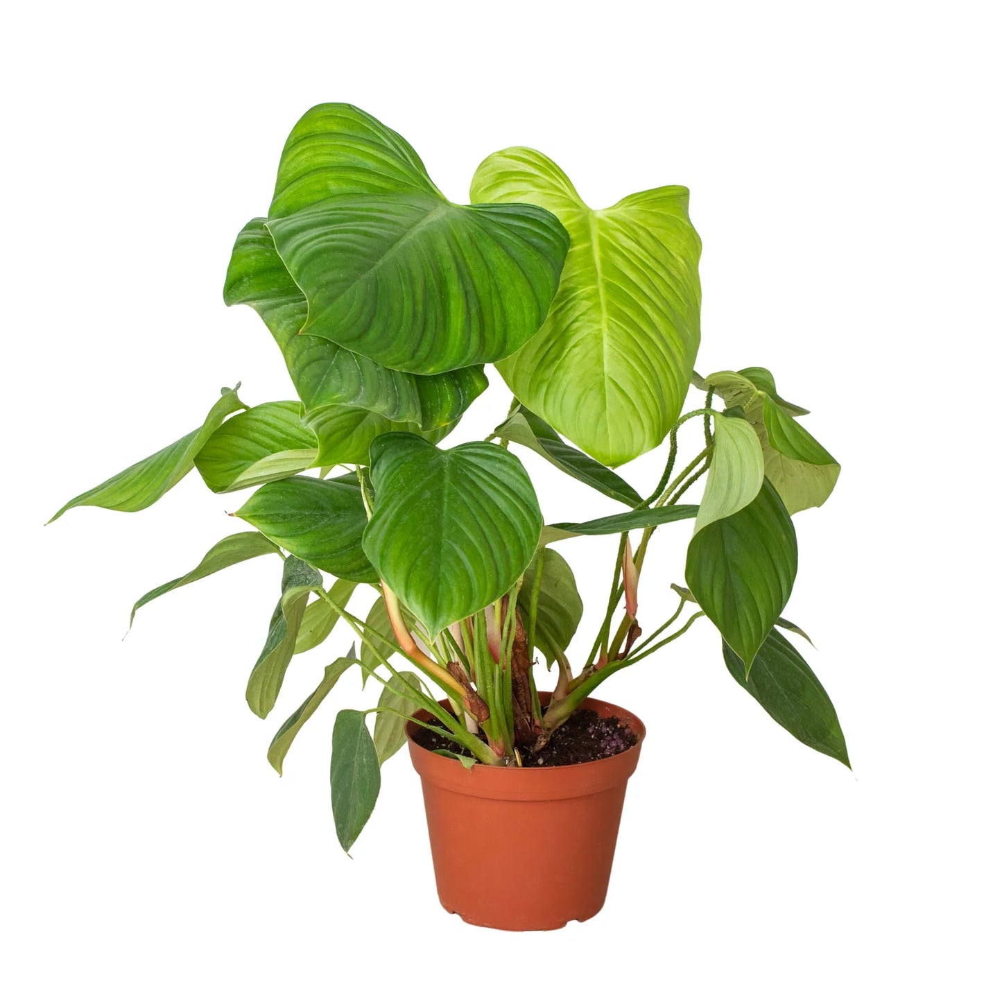 Philodendron Fuzzy Petiole - Philodendron Nangaritense
