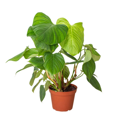 Philodendron Fuzzy Petiole - Philodendron Nangaritense