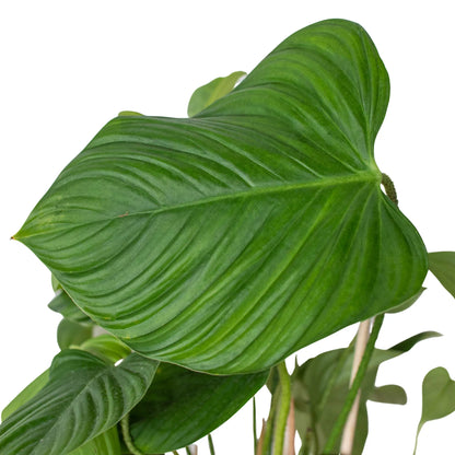 Philodendron Fuzzy Petiole - Philodendron Nangaritense