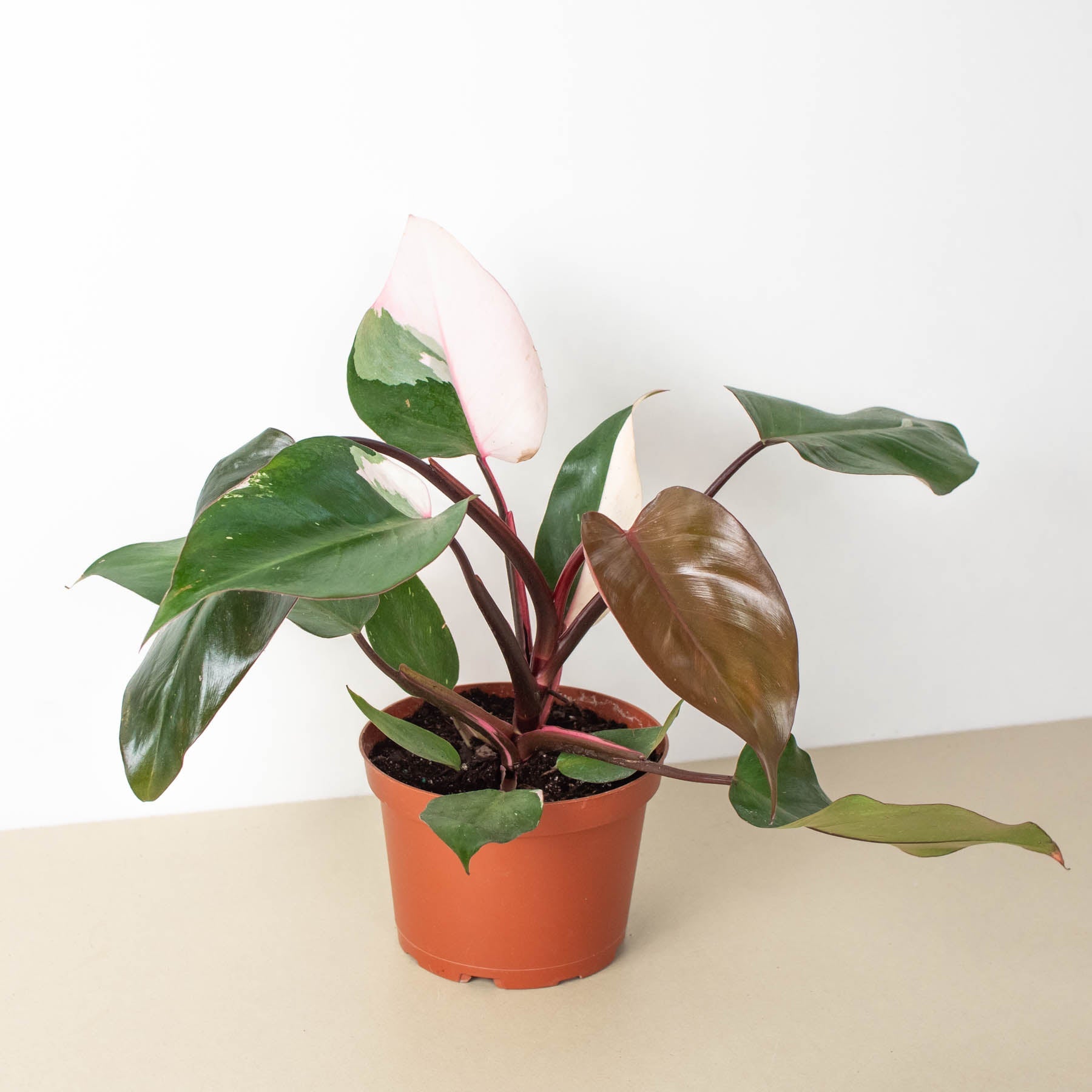 Pink Princess Philodendron