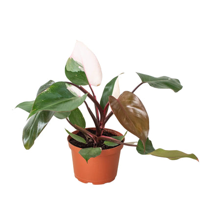 Pink Princess - Philodendron Erubescens