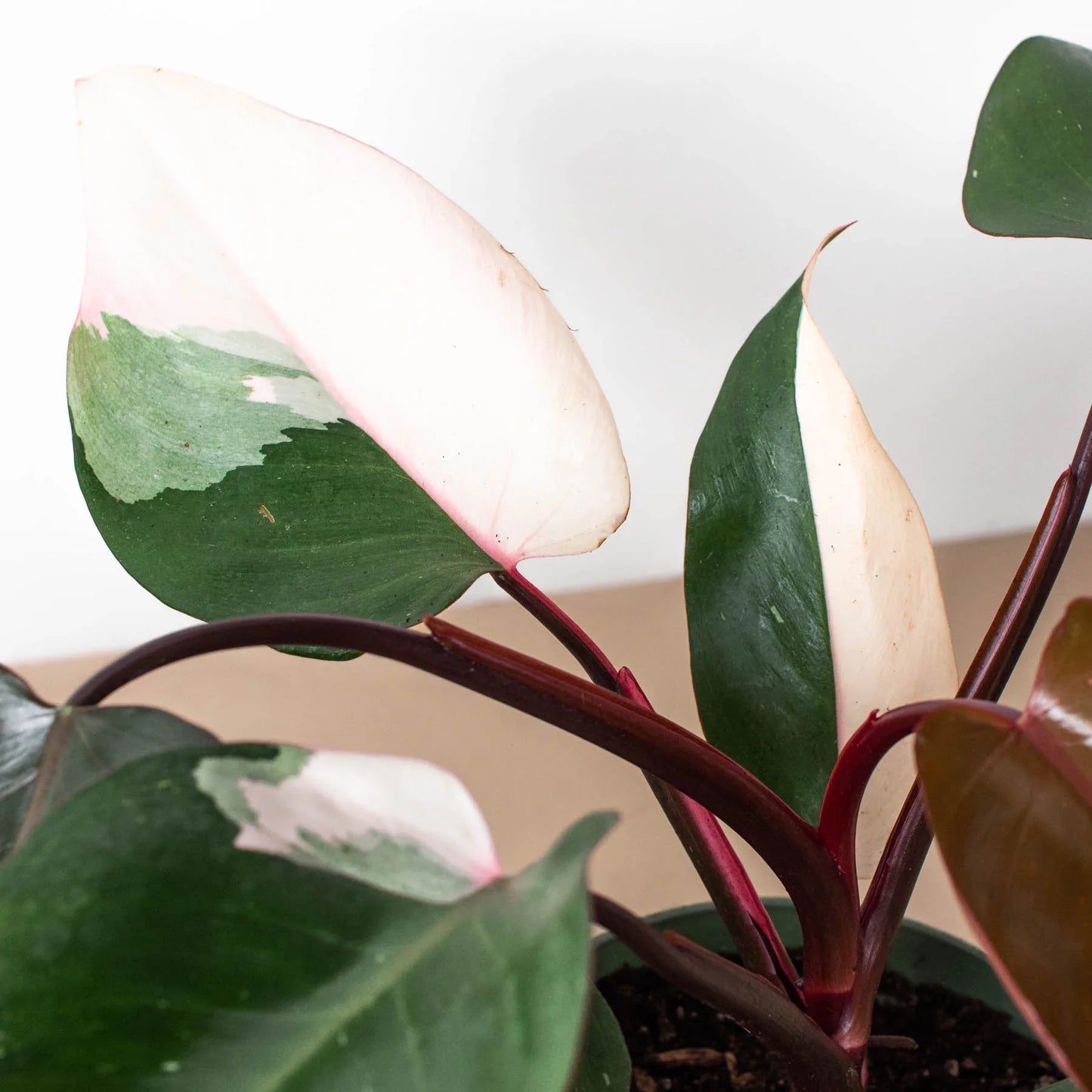 Pink Princess - Philodendron Erubescens