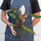 Pink Princess Philodendron