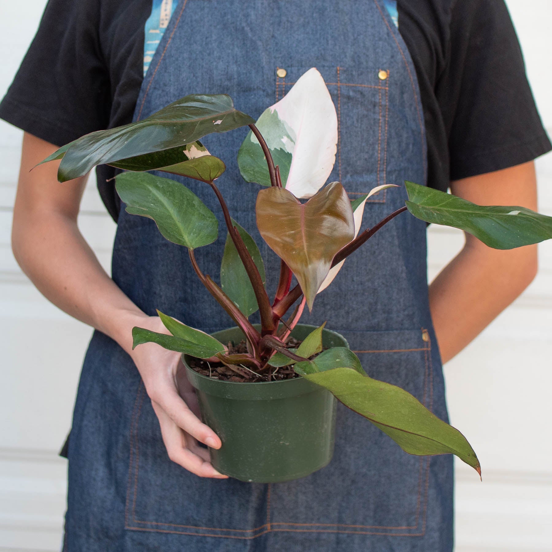 Pink Princess Philodendron