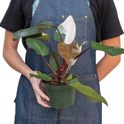 Pink Princess - Philodendron Erubescens