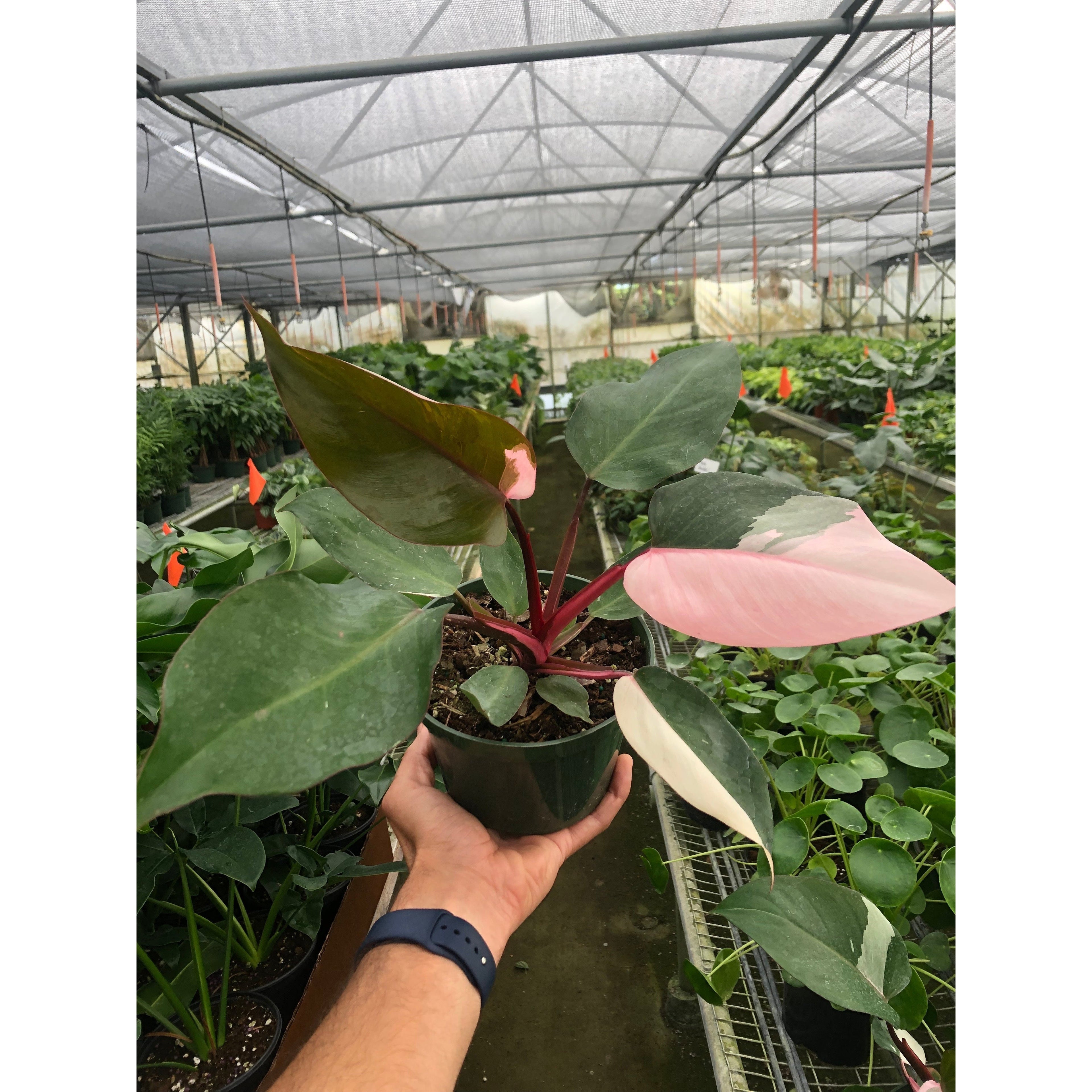 Pink Princess Philodendron