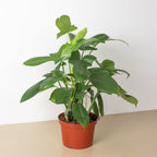 Philodendron 'Silver Sword'