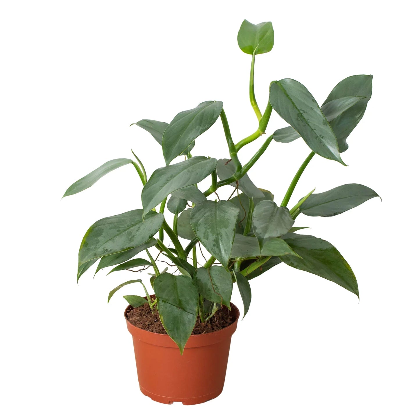 Silver Sword Philodendron - Philodendron Hastatum