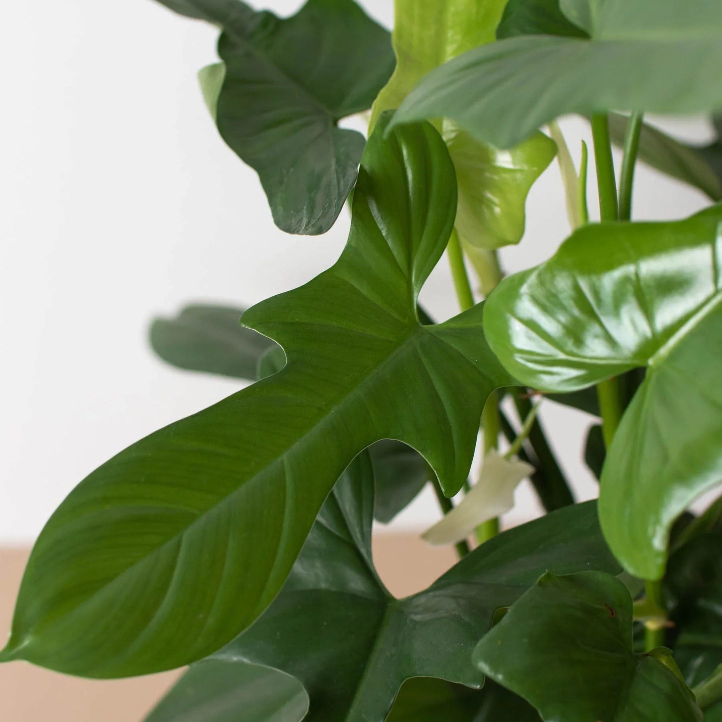 Silver Sword Philodendron - Philodendron Hastatum
