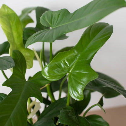 Silver Sword Philodendron - Philodendron Hastatum