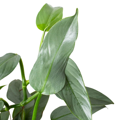 Silver Sword Philodendron - Philodendron Hastatum