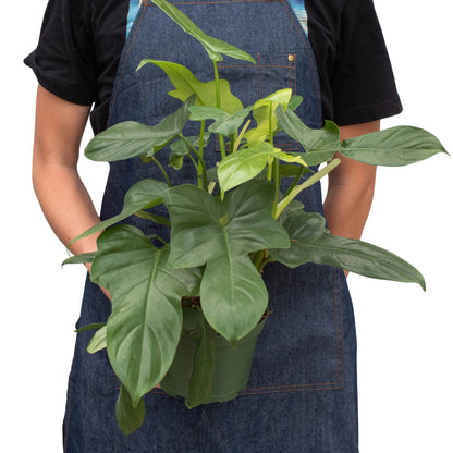 Silver Sword Philodendron - Philodendron Hastatum