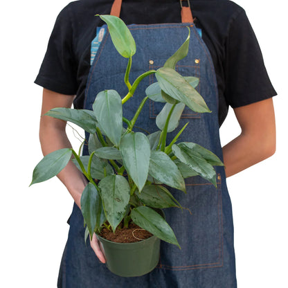 Silver Sword Philodendron - Philodendron Hastatum