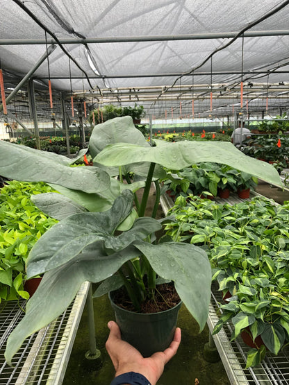Silver Sword Philodendron - Philodendron Hastatum