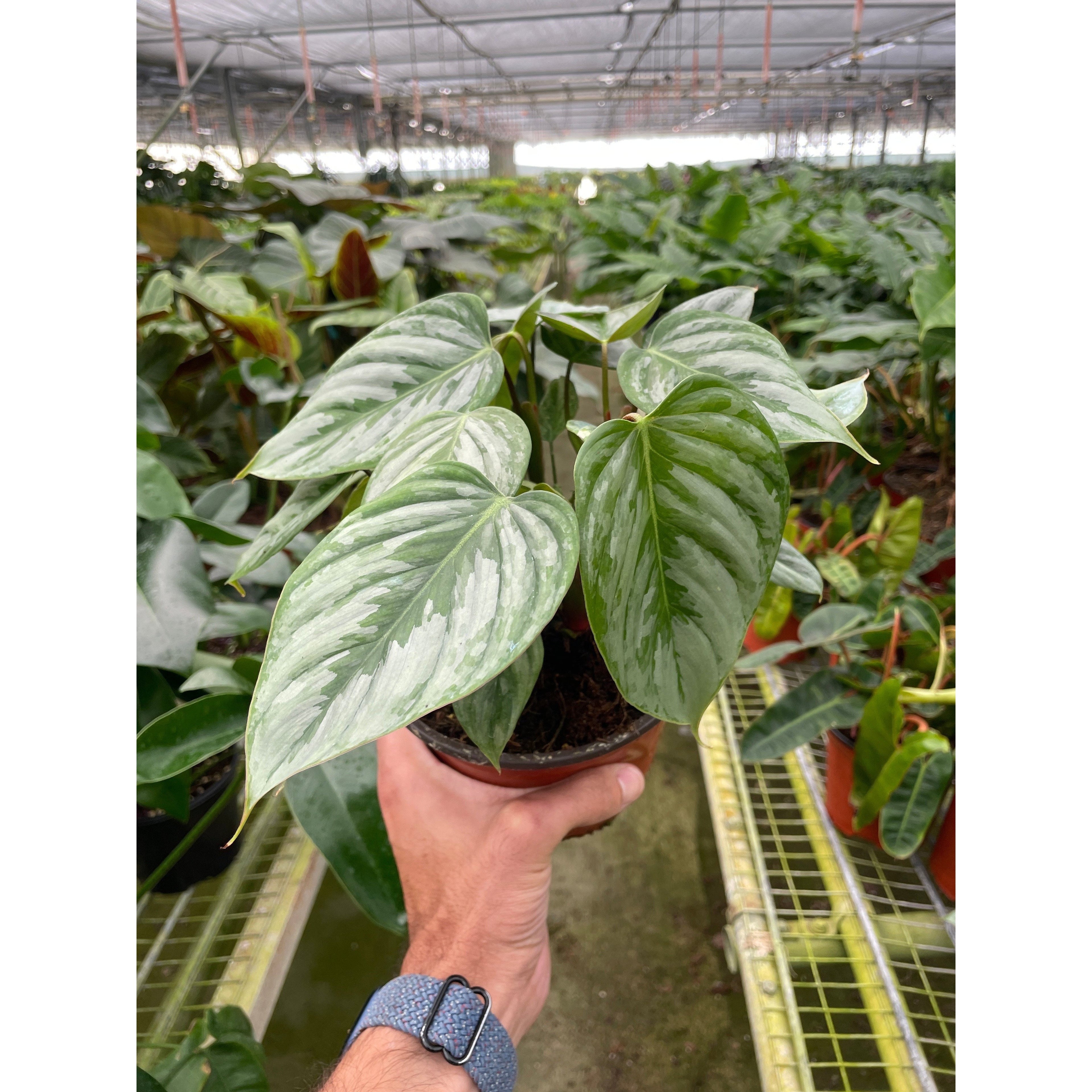 Philodendron 'Sodiroi'