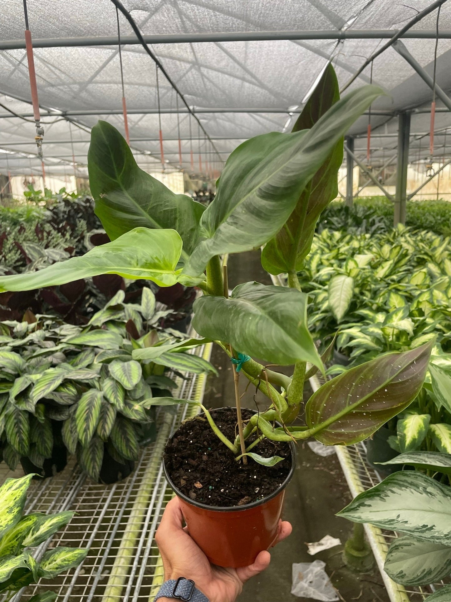 Philodendron Subhastatum