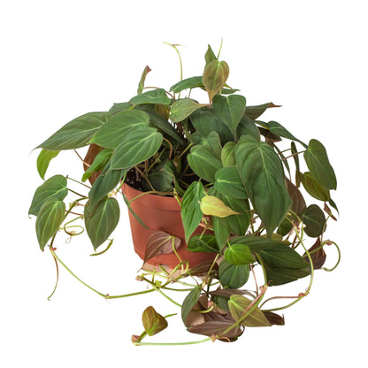 Philodendron Micans - Velvet Philodendron