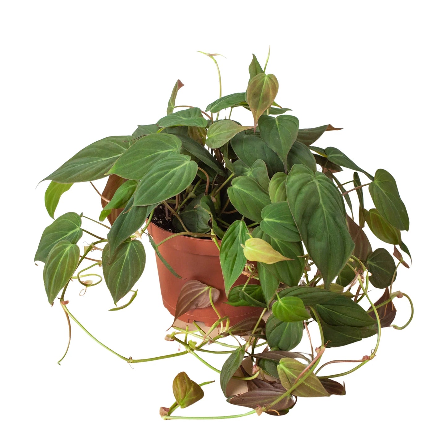 Philodendron Micans - Velvet Philodendron