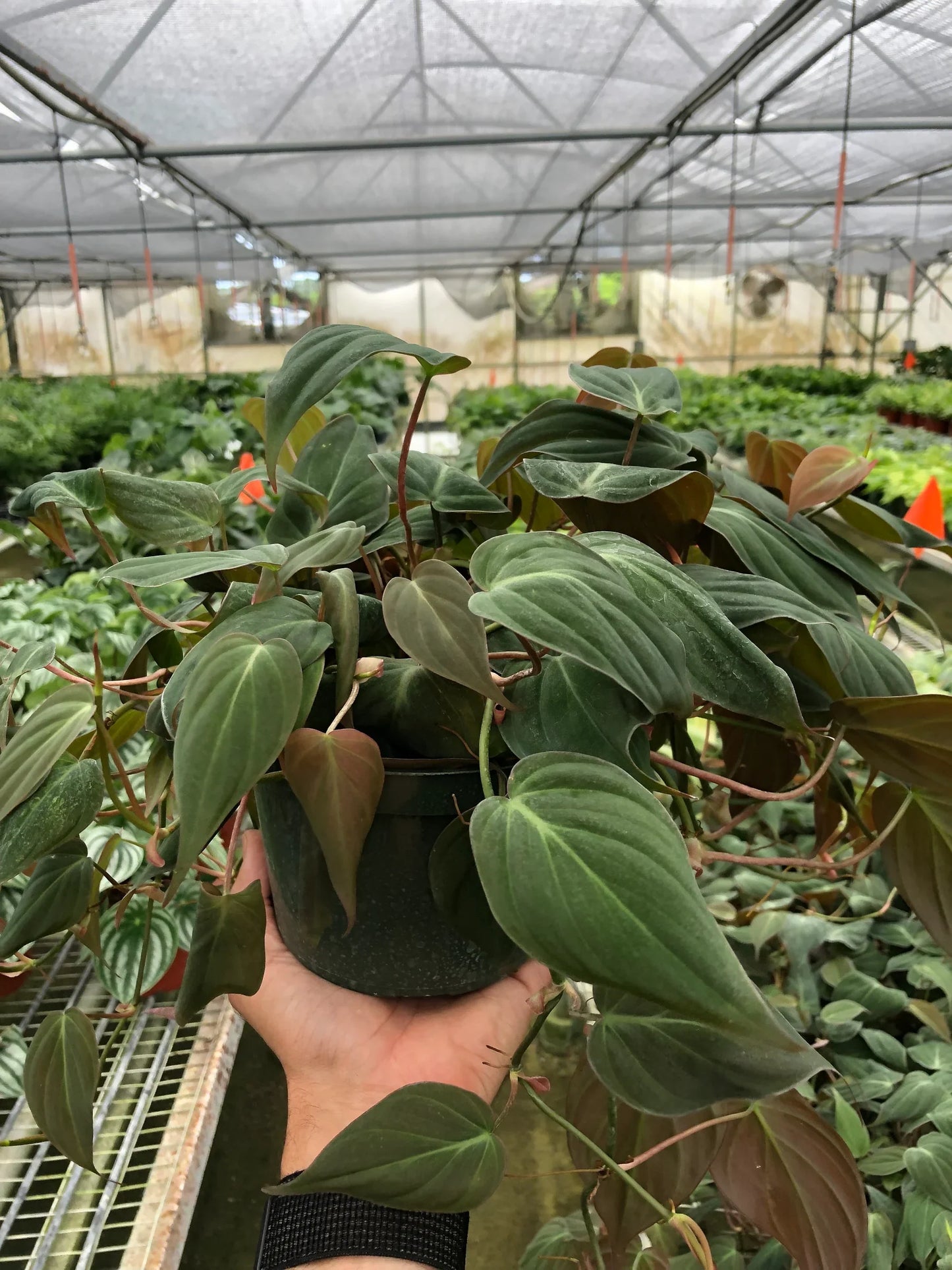 Philodendron Micans - Velvet Philodendron
