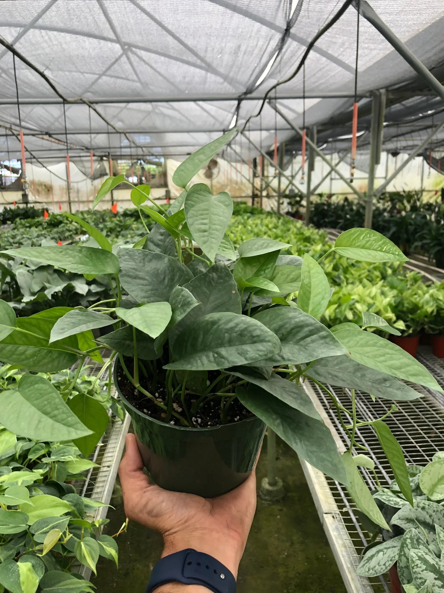 Cebu Blue Pothos - Epipremnum Pinnatum