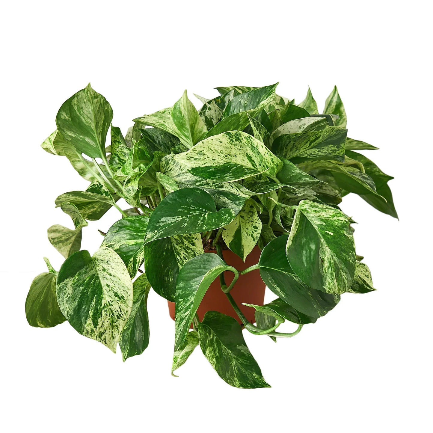 Marble Queen Pothos - Epipremnum Aureum Marble Queen