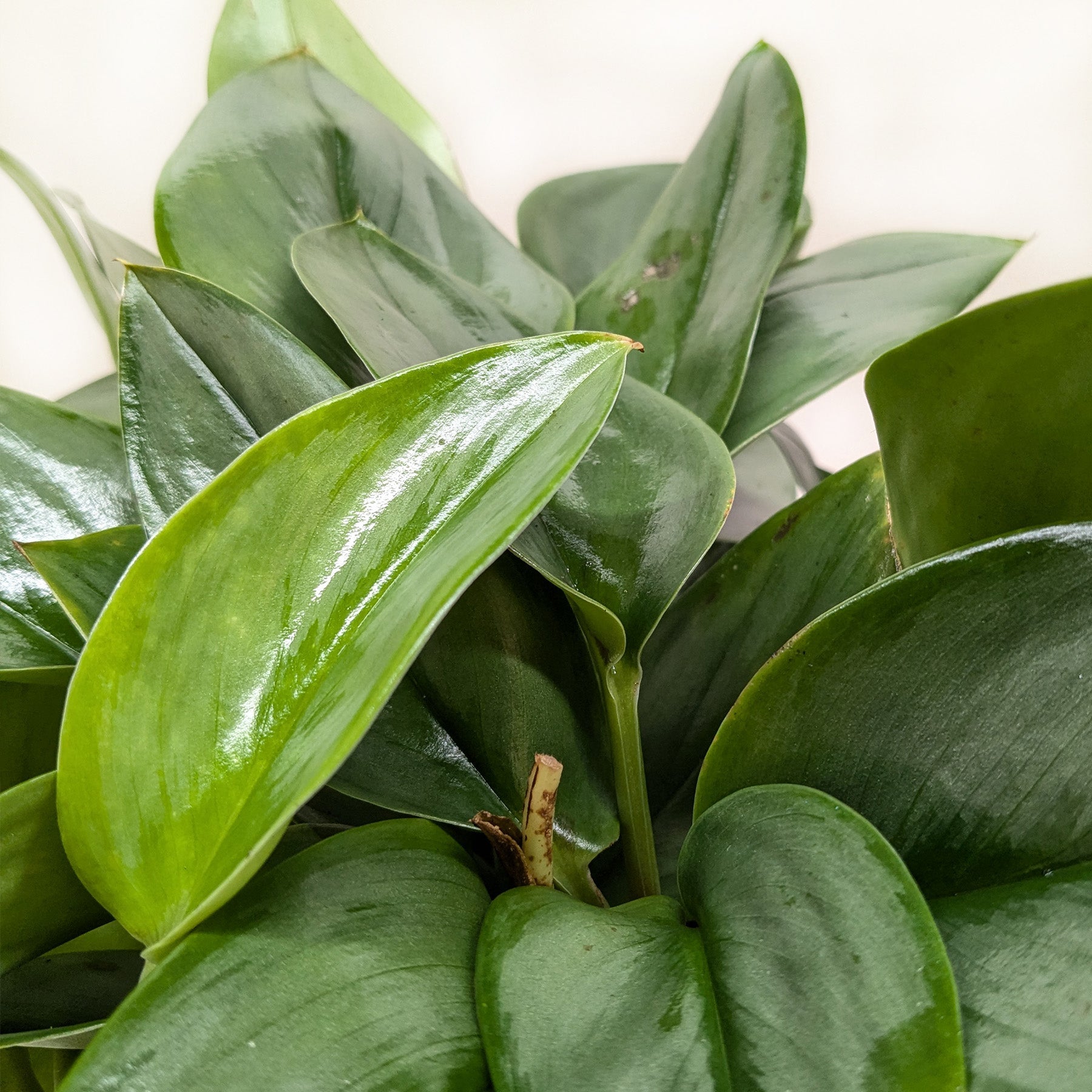 Scindapsus Platinum Java