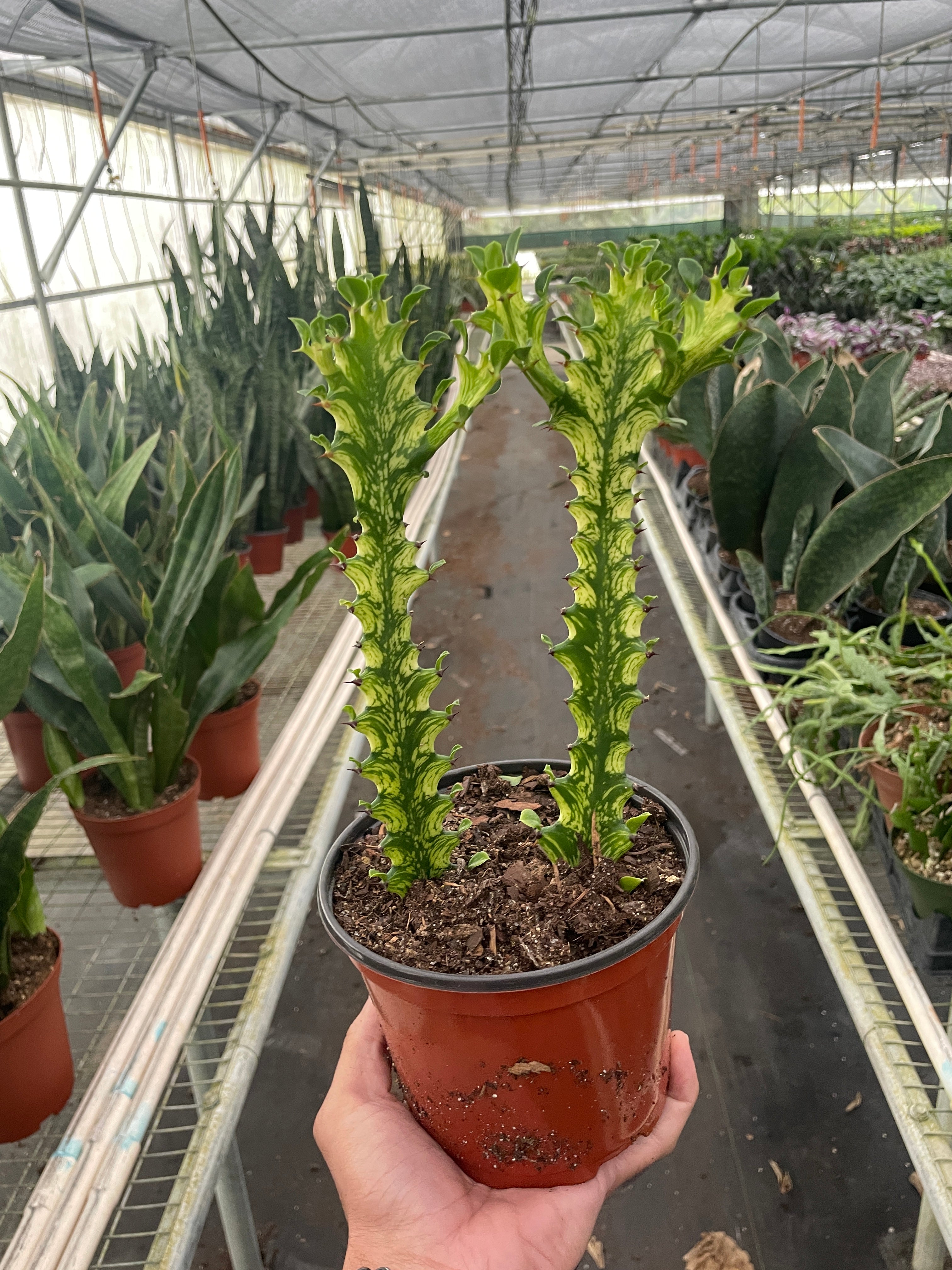 Euphorbia 'Mint Cream'